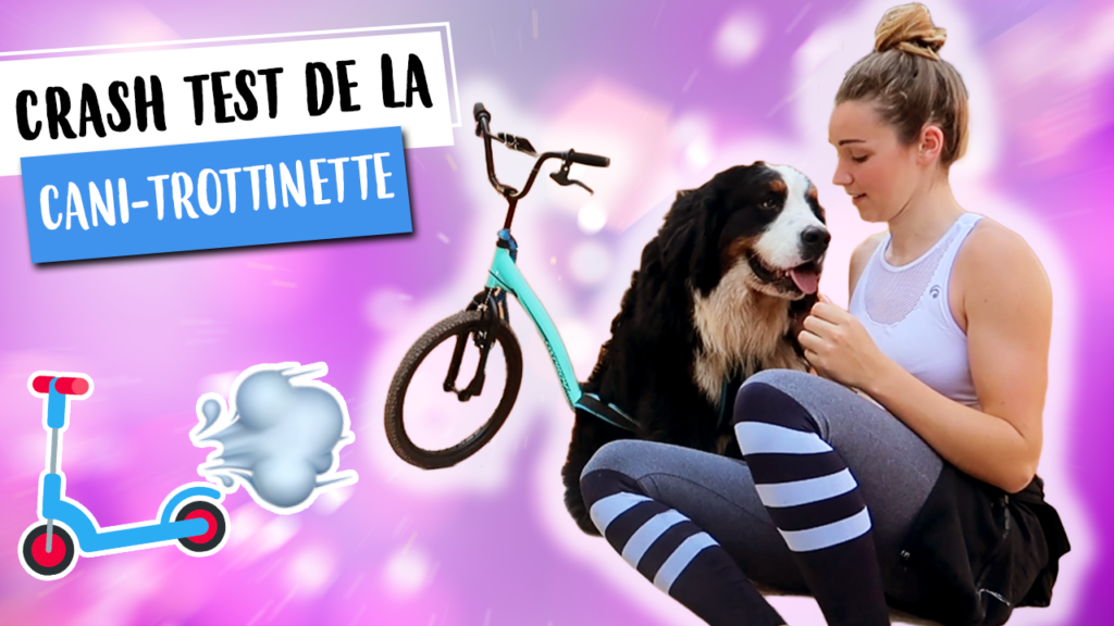 Cani-trottinette - Un brin de Lylla